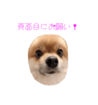 ポメちゃんの癒しのスタンプ（個別スタンプ：2）