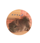 チンチラ ちびまるの日常スタンプ♪（個別スタンプ：24）