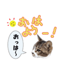 3匹のかわいいねこスタンプ（個別スタンプ：2）