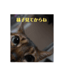 寝仔スタ2（個別スタンプ：1）