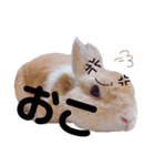 うさぎのSpicaスタンプ（個別スタンプ：19）