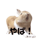 うさぎのSpicaスタンプ（個別スタンプ：30）