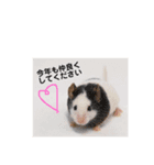 年明けハムちゃん（個別スタンプ：6）