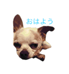 チワワのモカジ（個別スタンプ：1）