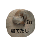 チワワのモカジ（個別スタンプ：13）
