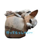 チワワのモカジ（個別スタンプ：18）