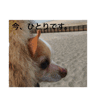 チワワのモカジ（個別スタンプ：23）
