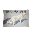 チワワのモカジ（個別スタンプ：28）