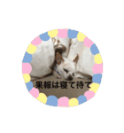 チワワのモカジ（個別スタンプ：38）