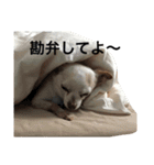 チワワのモカジ（個別スタンプ：40）