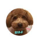 トイプーアポロ（個別スタンプ：5）