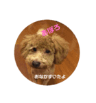 トイプーアポロ（個別スタンプ：6）