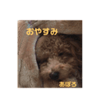 トイプーアポロ（個別スタンプ：7）