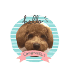 トイプーアポロ（個別スタンプ：8）
