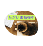 konatsu2（個別スタンプ：5）
