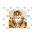 konatsu2（個別スタンプ：18）
