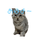 めんま.com（個別スタンプ：1）