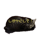 めんま.com（個別スタンプ：5）