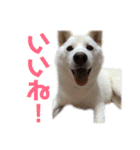 茶瑠すたんぷ。（個別スタンプ：1）