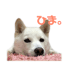 茶瑠すたんぷ。（個別スタンプ：5）