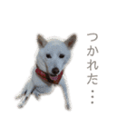 茶瑠すたんぷ。（個別スタンプ：7）