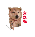茶瑠すたんぷ。（個別スタンプ：8）