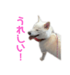 茶瑠すたんぷ。（個別スタンプ：10）