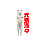 茶瑠すたんぷ。（個別スタンプ：18）