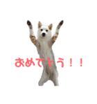 茶瑠すたんぷ。（個別スタンプ：21）