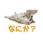 茶瑠すたんぷ。（個別スタンプ：23）