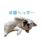 茶瑠すたんぷ。（個別スタンプ：27）