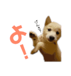 茶瑠すたんぷ。（個別スタンプ：29）