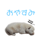 茶瑠すたんぷ。（個別スタンプ：32）