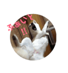 茶瑠すたんぷ。（個別スタンプ：34）