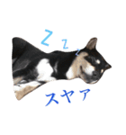 黒柴小梅ちゃん（個別スタンプ：7）