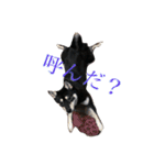 黒柴小梅ちゃん（個別スタンプ：10）
