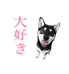 黒柴小梅ちゃん（個別スタンプ：13）