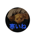 もちもち男ふわふわ犬（個別スタンプ：18）