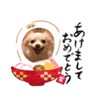 dogs wan1（個別スタンプ：1）