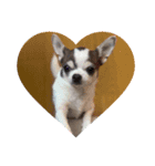 dogs wan1（個別スタンプ：2）