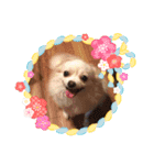 dogs wan1（個別スタンプ：5）