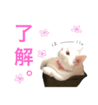 ジュエルとティアラ（個別スタンプ：5）