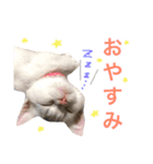 ジュエルとティアラ（個別スタンプ：6）