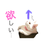 ジュエルとティアラ（個別スタンプ：7）