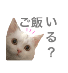 ジュエルとティアラ（個別スタンプ：8）