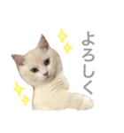 ジュエルとティアラ（個別スタンプ：13）
