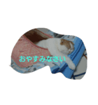 るたんず（個別スタンプ：1）
