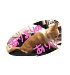 佐藤家のちゃちゃまるくん②（個別スタンプ：19）