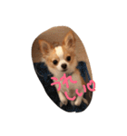 佐藤家のちゃちゃまるくん②（個別スタンプ：20）