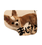 佐藤家のちゃちゃまるくん②（個別スタンプ：22）